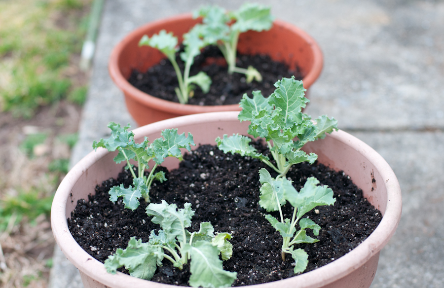 Kale-Changingitnow.com Kale-Changingitnow.com