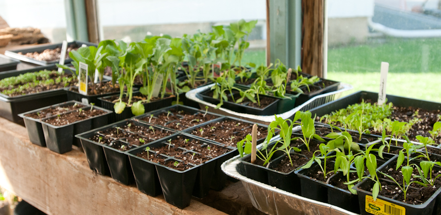 Vegetable-Seedlings-on-ChangingitNow.com